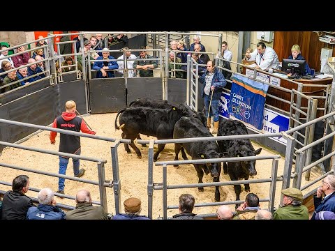 Видео: Главные события распродажи телят «Беллингем» в Hexham Mart — 23 октября 2025 г.
