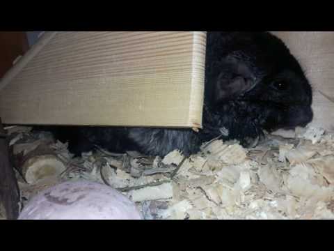 Видео: Почему случаются неудачные роды у Шиншилл!  Причины и последствия!