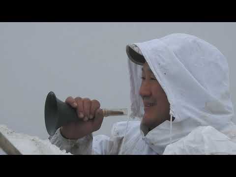 Видео: Весенняя охота на гуся.