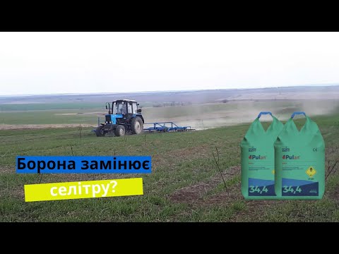 Видео: Азот від борони? | Боронування пшениці | Навісна пружинна борона 9м і трактор МТЗ-82 | Стан пшениці