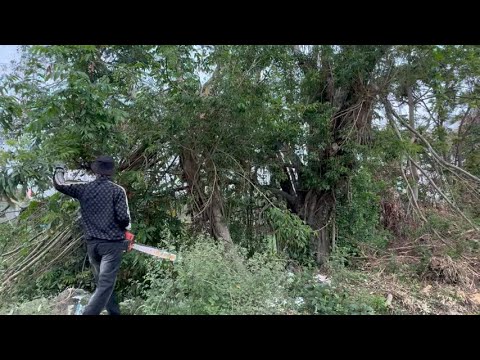 Видео: Впечатляющая техника рубки деревьев | Рубка опасного придорожного баньяна