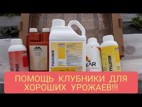 Видео: ПОМОЩЬ КЛУБНИКИ ВЕСНОЙ ДЛЯ ХОРОШЕГО УРОЖАЯ!