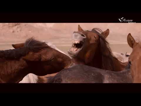 Видео: БАЙЫТ ҚАБАНҰЛЫ: КЕРТӨБЕЛ