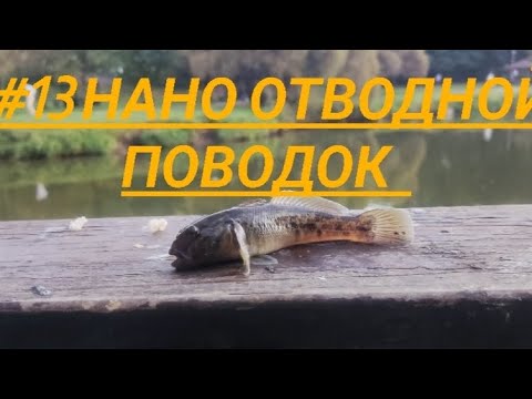 Видео: #13 Мормышинг. Нано отводной поводок творит чудеса.Река Городня #рыбалка #рыбалка2023 #мормышинг