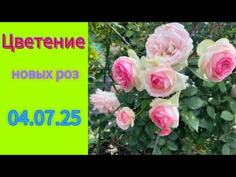 Видео: Цветение новых роз в саду🌹🌹🌹🌹🌹04.07.25