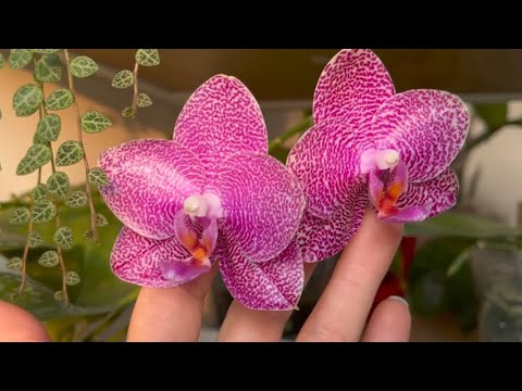 Видео: Срочно обрезаю цветоносы у Орхидей! Весёлое утро: щенок и зелёные друзья