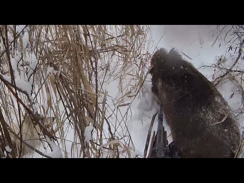 Видео: Супер результативная охота на кабана с лайками. Пострадала собака.