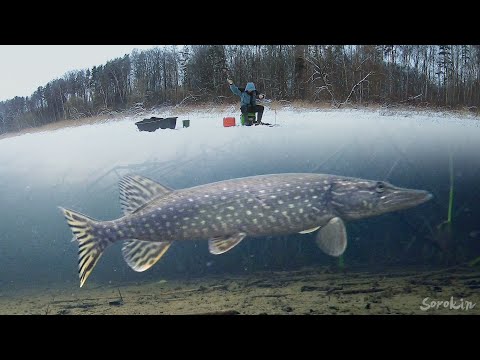 Видео: ОПУСТИЛ КАМЕРУ В ЛОГОВО ЩУК! Рыбалка на Жерлицы