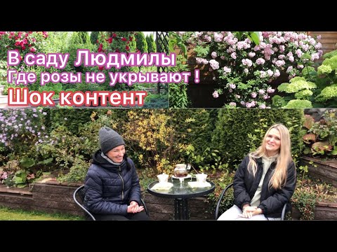 Видео: Секреты ухода за розами🌹Супер цветение без укрытий 🌹 Прогулка по саду Людмилы 🔥