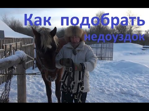 Видео: Как подобрать недоуздок по размеру морды лошади