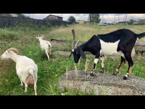 Видео: Драники,козы и мои разговоры//