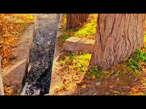 Видео: Свежий воздух в# Чирчике #fresh air in chirchik