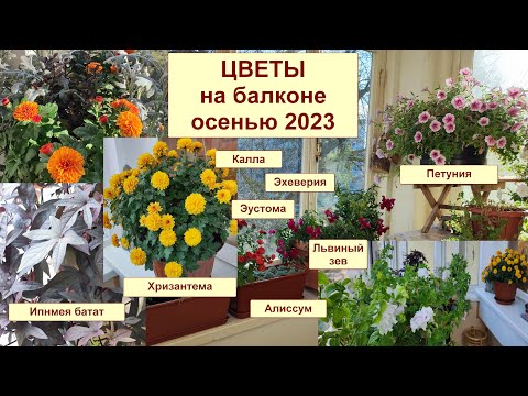 Видео: Цветы на балконе осенью. Петуния, львиный зев, хризантема, ипомея, калла. Как зимовать? Ноябрь 2023.