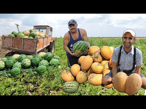 Видео: 🍉Собираем урожай Арбузов и Дынь!