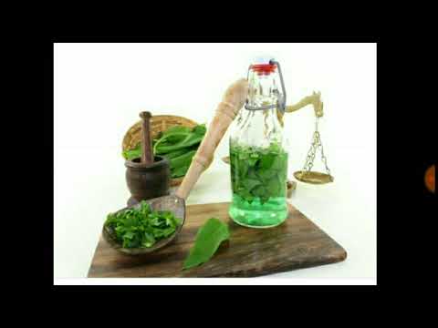 Видео: 154. ЗОЛОТОЙ УС — комнатный жень-шень от 100 болезней.