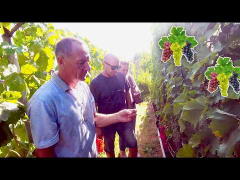 Видео: 🔴🔴2-Я ЧАСТЬ. Шикарный Виноградник за 3 Года. Виноград Беларуси. Виноградник семьи Карась. grapes