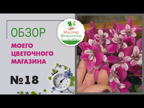 Видео: #18 Обзор цветочного магазина "Мистер Флористер". Комнатные растения