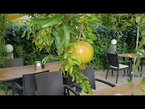 Видео: Турция ✈️Кемер🌴 октябрь 2023 🌊🌞Бюджетный городской Отель " Rose Resort 4"🏖️