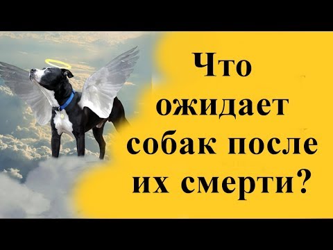 Видео: Что ожидает собак после их смерти? Карма собаки
