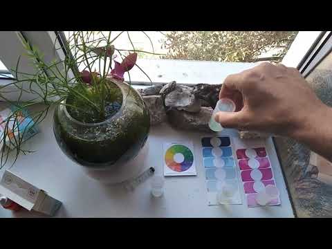 Видео: Минимальный объем аквариума и умение думать.