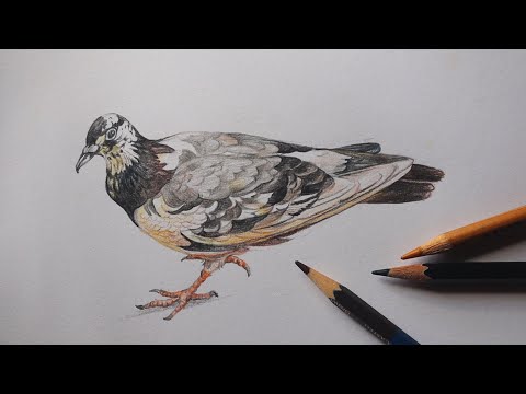 Видео: Рисунок голубя цветными карандашами | Роликовый голубь | Рисунок цветными карандашами | Рисунок п...