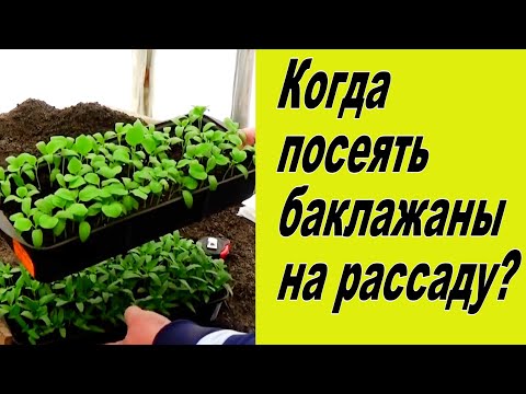 Видео: Верные сроки посева баклажан на рассаду (проверено).