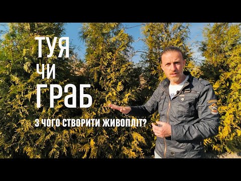 Видео: ЛАНДШАФТНИЙ ДИЗАЙН | ТУЯ ЧИ ГРАБ — З ЧОГО СТВОРИТИ ЖИВОПЛІТ?