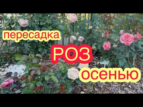 Видео: КАК И КОГДА ПЕРЕСАЖИВАТЬ РОЗЫ?