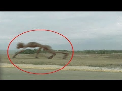 Видео: Фотоловушка сняла то что никто не должен был увидеть