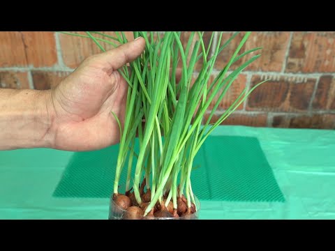 Видео: ЛУК НА ЗЕЛЕНЬ  ПЕРО ЛУЧШИЙ СПОСОБ