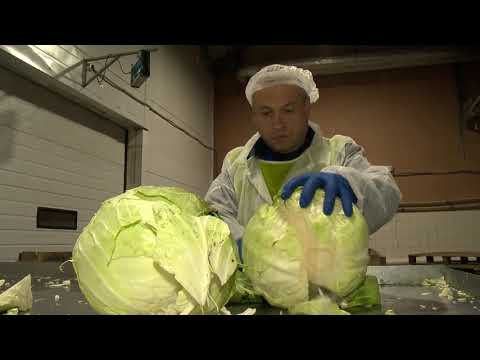 Видео: Капуста не квашенная, а ферментированная.