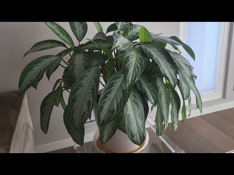 Видео: Лучшие пирожки.Тафель.Анекдот от Васильевича. 