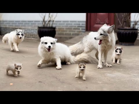 Видео: Я в шоке 😮! Лис 🦊, которого я вырастил год назад, вернулся ко мне. 🦊❤😘👍👍👍