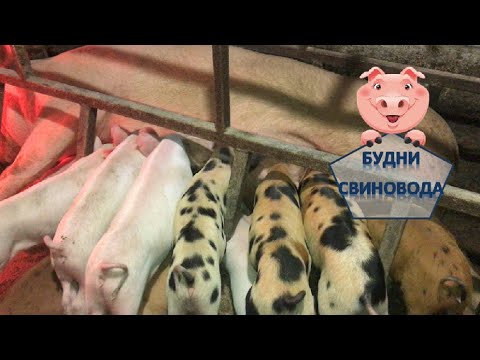 Видео: Как свиноматка загоняется в станок для опороса// подготовка свинки к опоросу