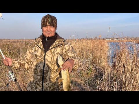 Видео: Окончательное закрытие летнего сезона. Ишим. Щука на живца и огромные окуни на поплавок!!!