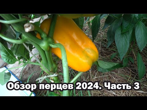 Видео: Обзор перцев - 2024. Часть 3. Подкормка перцев.
