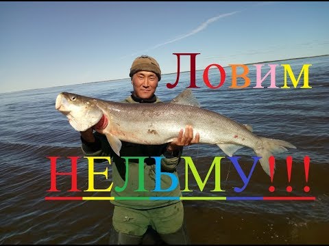 Видео: Ловим нельму и омуля! Рыбалка в Якутии! Yakutia