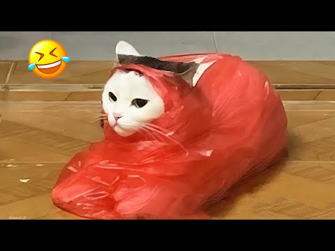 Видео: Эти забавные создания рассмешат вас, как никогда раньше! 😂