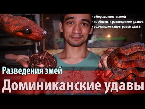 Видео: Разведение красных стройных удавов (Chilabothrus striatus)
