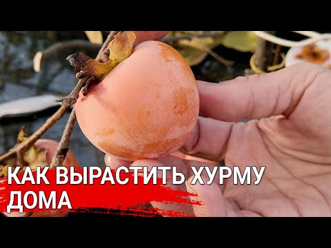 Видео: Как вырастить хурму дома