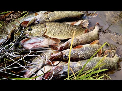 Видео: Блесна за 1000 рублей против блесны за 100 рублей! Щука ДУРЕЕТ! ШОК! Рыбалка с лодки 2022.