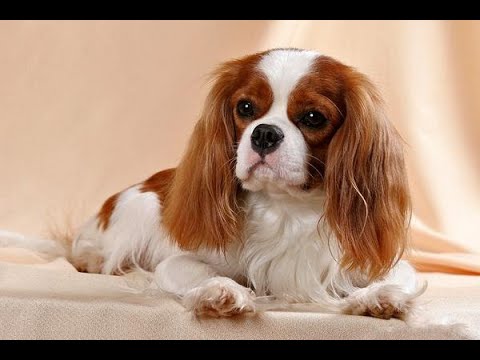 Видео: ❌❌❌ Приют ля животных в Латвии Ulubele Dzīvnieku patversme "Ulubele",