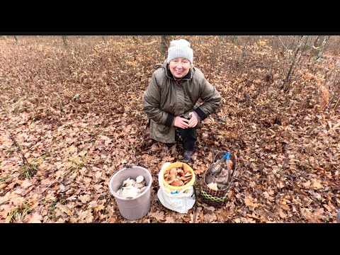 Видео: Стільки грибів - аж дух захопило! Гливи, опеньки, польські та інші.