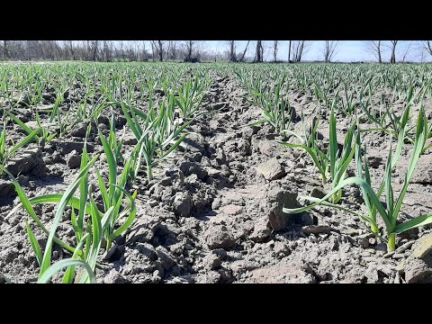 Видео: Початок роботи гербіцидами по часнику, цибулі.