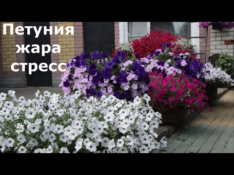 Видео: Петуния и жара.Чем помочь растениям?