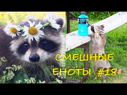 Видео: Cмешные ЕНОТЫ #18 / Приколы с ЕНОТАМИ 2021 / Funny Raccoons.