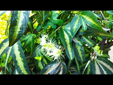 Видео: Пассифлора Триколор 💚 Уход/ Размножение/Цветение 💮
