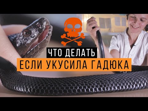 Видео: Что делать если вас укусила ГАДЮКА / Первая помощь при укусе гадюки / Змеелов - ученый