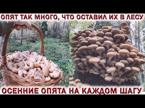 Видео: ❗ОСЕННИЕ ОПЯТА НА КАЖДОМ ШАГУ👉ГРИБОВ ТАК МНОГО, ЧТО ОСТАВИЛ ИХ В ЛЕСУ. Ждём грибы 2024!