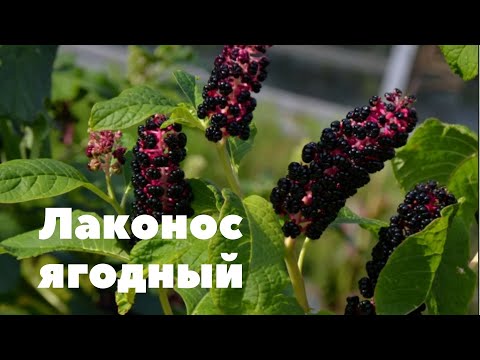 Видео: Лаконос ягодный.  Растение уникальное и одновременно  полезное, и немного опасное!